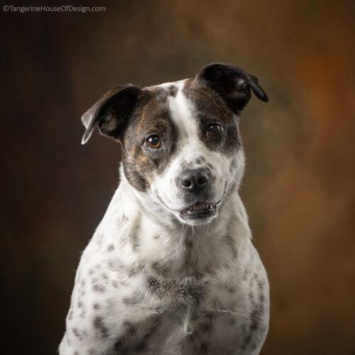 Enlarge Minnie, a Adoptable mixed breed in Minneapolis, MN image 1/5
