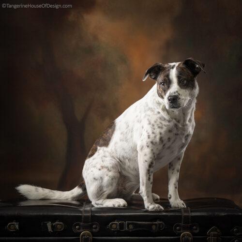 Enlarge Minnie, a Adoptable mixed breed in Minneapolis, MN image 2/5