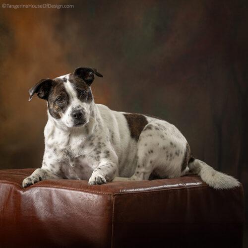 Enlarge Minnie, a Adoptable mixed breed in Minneapolis, MN image 3/5