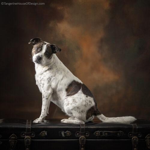 Enlarge Minnie, a Adoptable mixed breed in Minneapolis, MN image 4/5