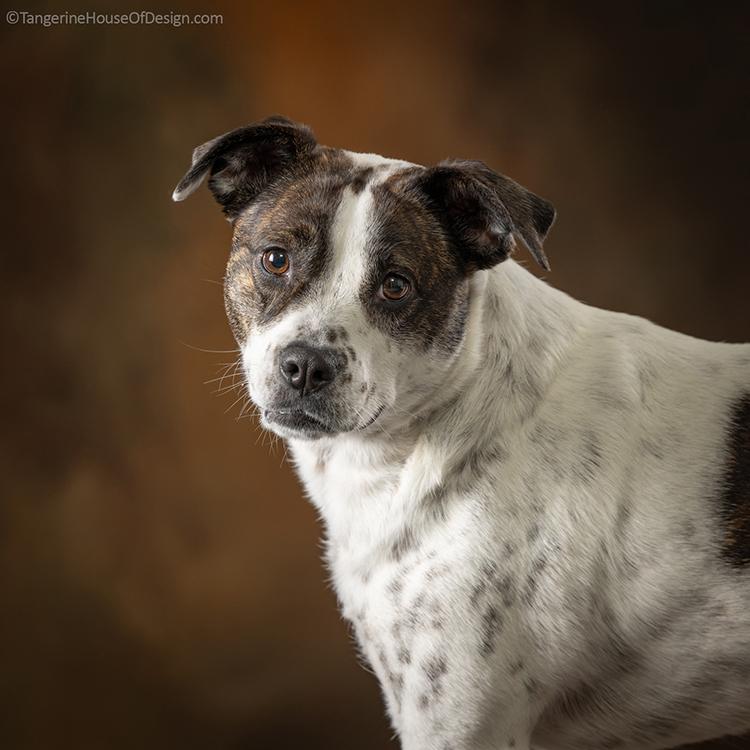 Enlarge Minnie, a Adoptable mixed breed in Minneapolis, MN image 5/5