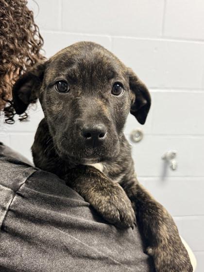 Nevada, Adoptable, Puppy Female Pit Bull Terrier & Mixed Breed.