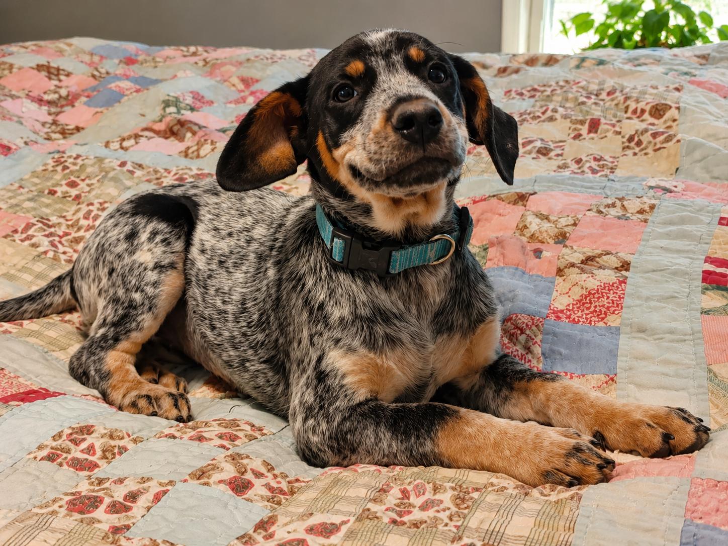 Susan, Adoptable, Young Female Beagle & Australian Cattle Dog / Blue Heeler.