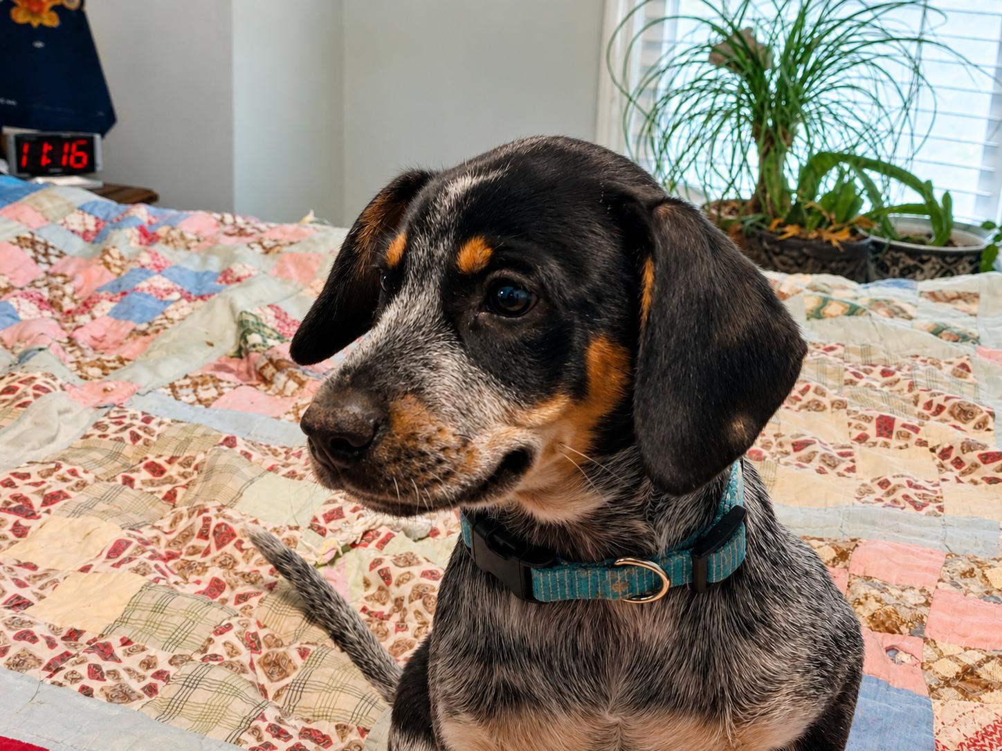 Enlarge Susan, a Adoptable mixed breed in Medfield, MA image 2/3