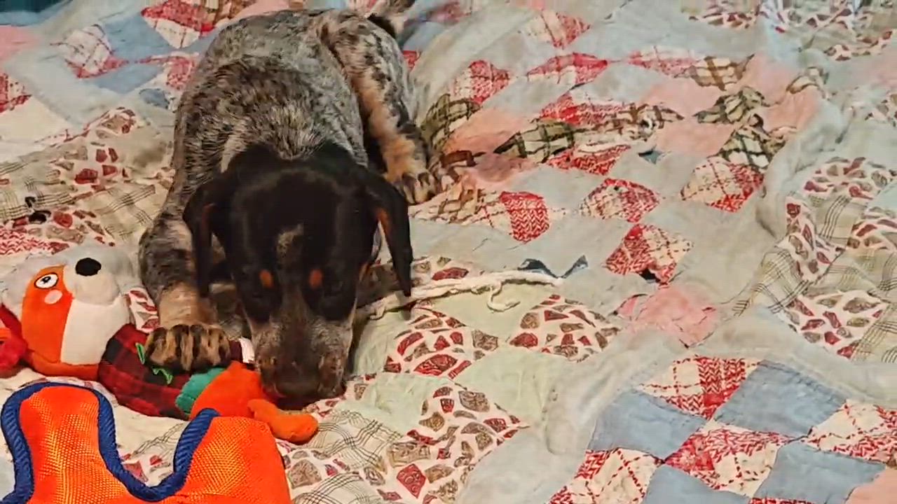 Enlarge Susan, a Adoptable mixed breed in Medfield, MA video 3/3