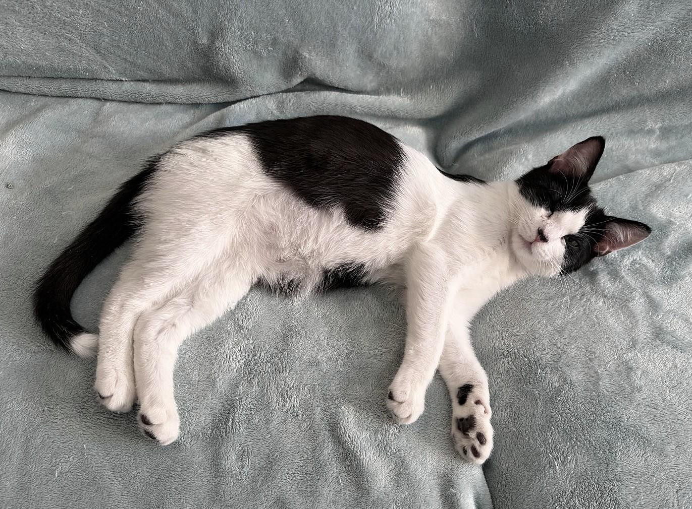 Lucy and Oreo, a ADOPTABLE American Shorthair in Brooklyn, NY image 1/3