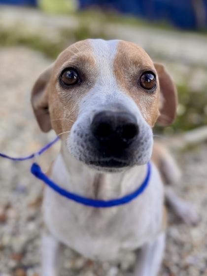 Patrick Stump, Adoptable, Adult Male Pit Bull Terrier & Mixed Breed.