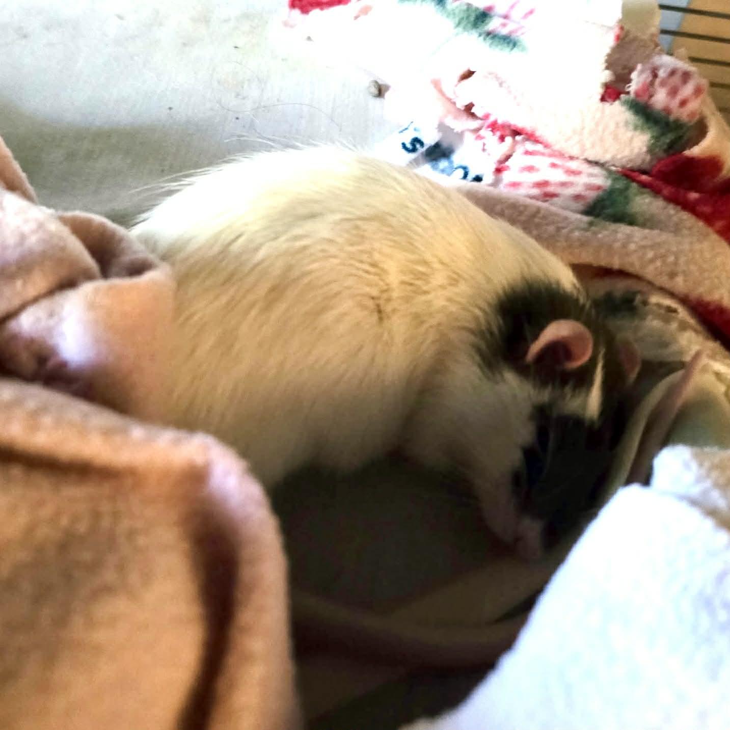 Enlarge Mochi, an adopted Rat in Norcross, GA image 3/5