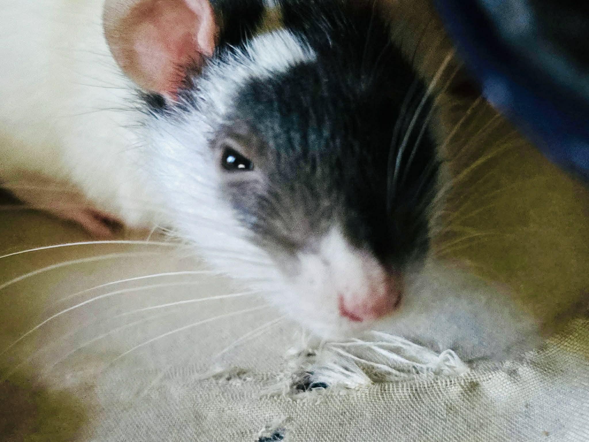 Mochi, ADOPTABLE, Adult Male Rat.