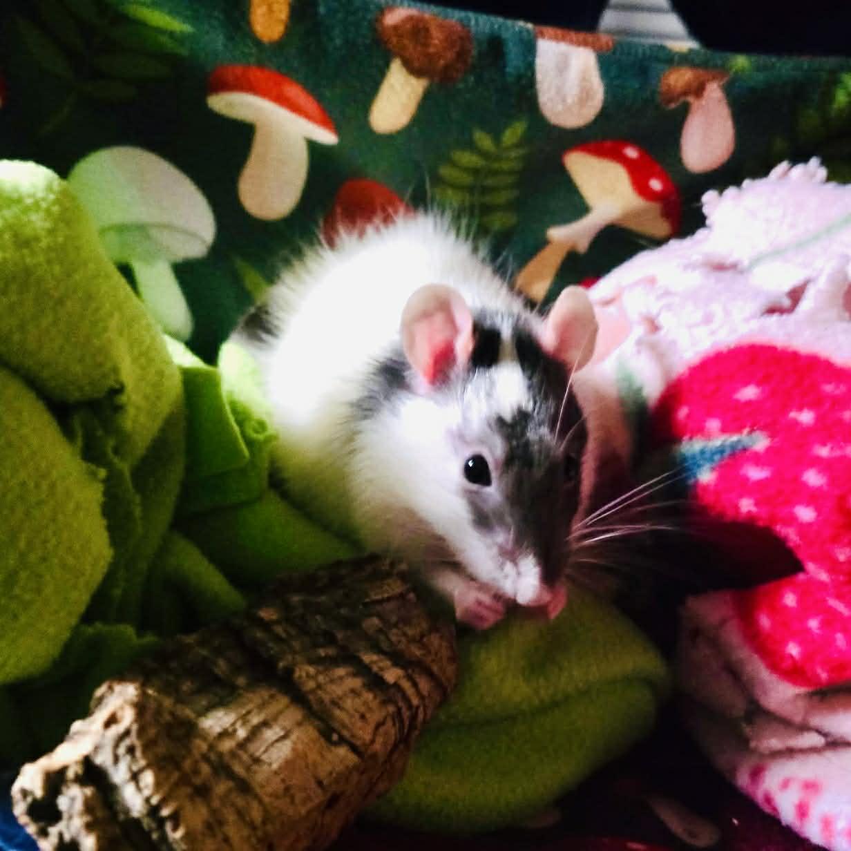 Enlarge Mochi, an adopted Rat in Norcross, GA image 4/5