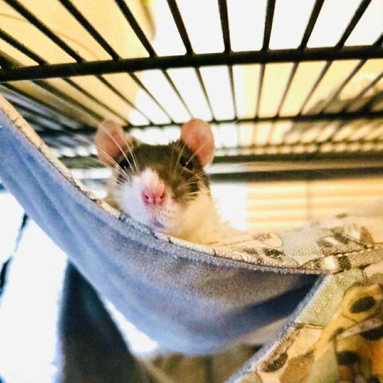 Enlarge Mochi, an adopted Rat in Norcross, GA image 5/5