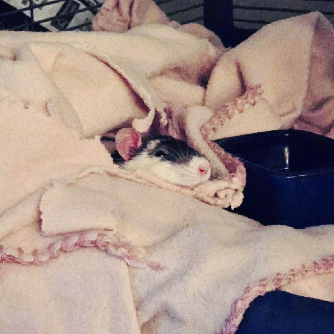 Enlarge Mochi, an adopted Rat in Norcross, GA image 2/5