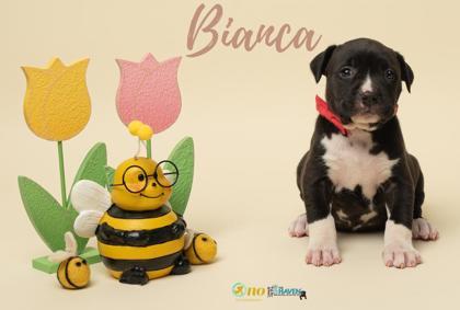 Bianca, Adoptable, Puppy Female Pit Bull Terrier & Mixed Breed.