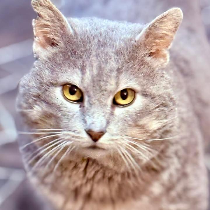 Lucky Grayson, Adoptable, Adult Male Domestic Short Hair.