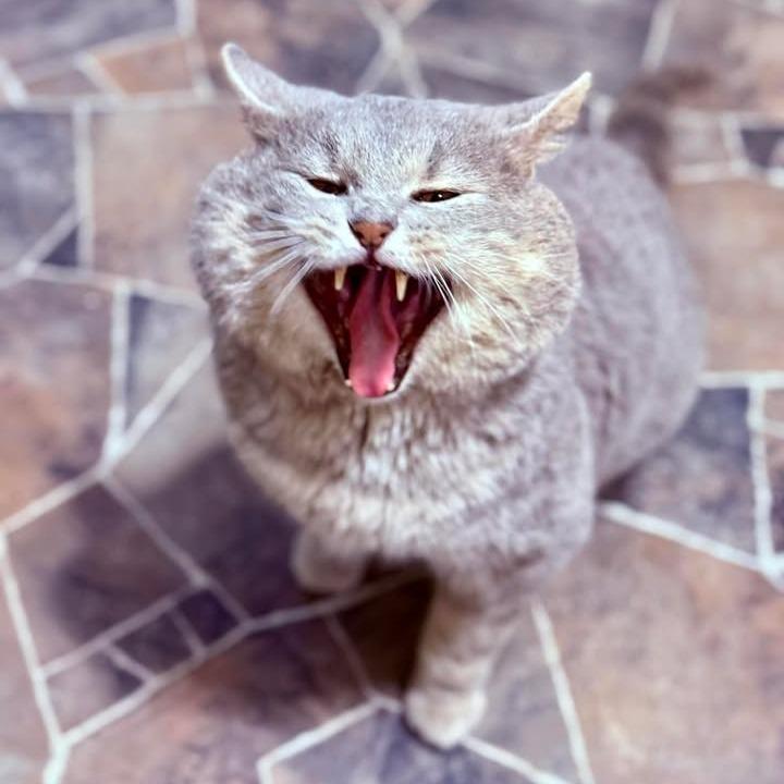 Enlarge Lucky Grayson, a Adoptable Domestic Short Hair in Marion, IL image 2/4