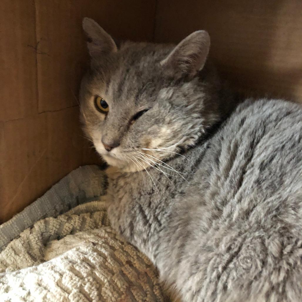 Enlarge Lucky Grayson, a Adoptable Domestic Short Hair in Marion, IL image 3/4