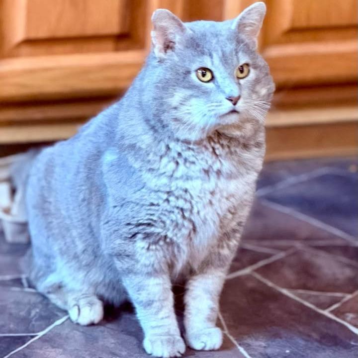 Enlarge Lucky Grayson, a Adoptable Domestic Short Hair in Marion, IL image 4/4