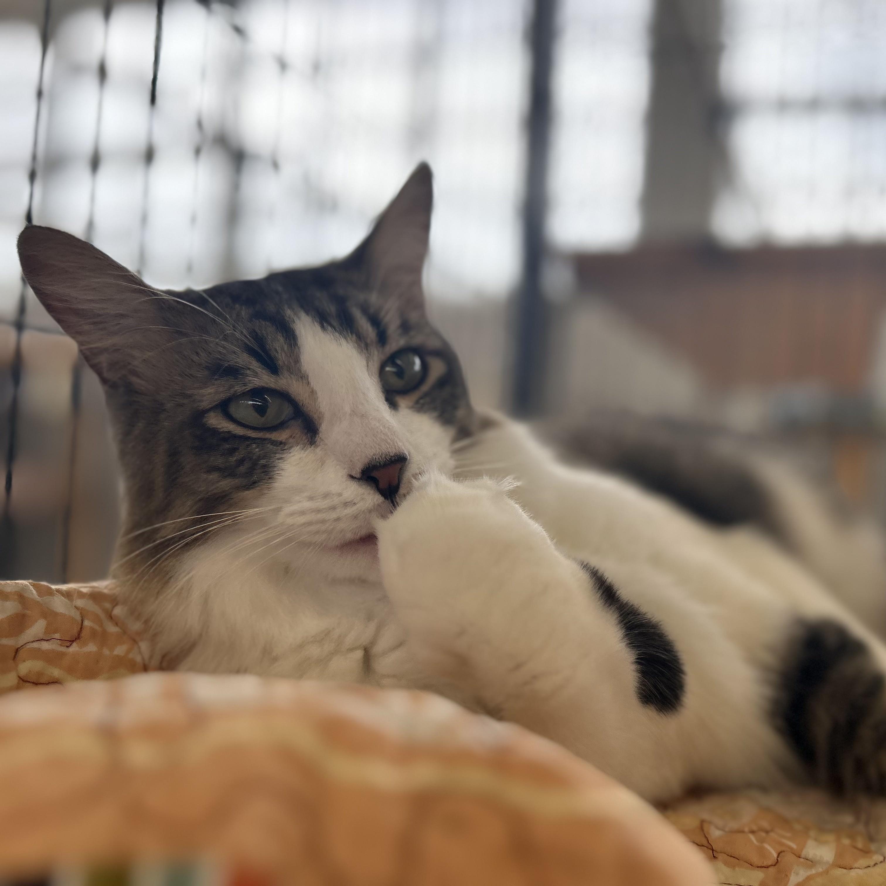 Lil Rascal, an adopted Domestic Medium Hair in St. Louis, MO image 2/5