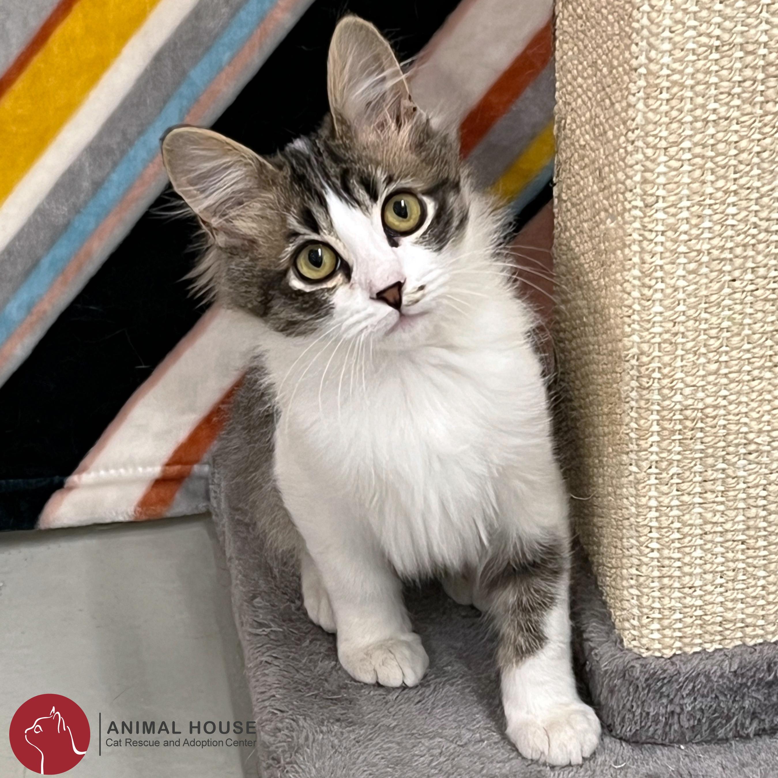 Lil Rascal, an adopted Domestic Medium Hair in St. Louis, MO image 3/5