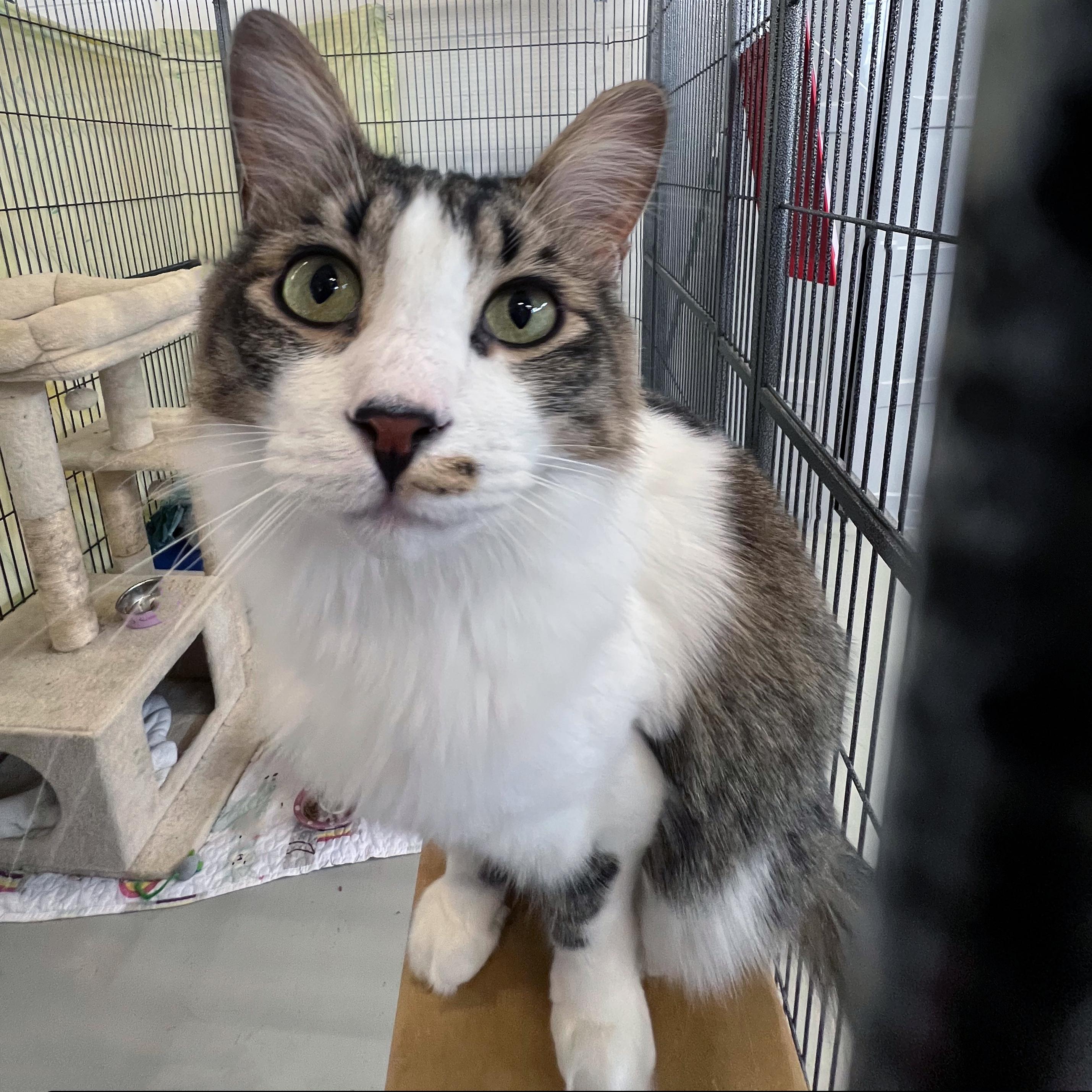 Lil Rascal, an adopted Domestic Medium Hair in St. Louis, MO image 5/5