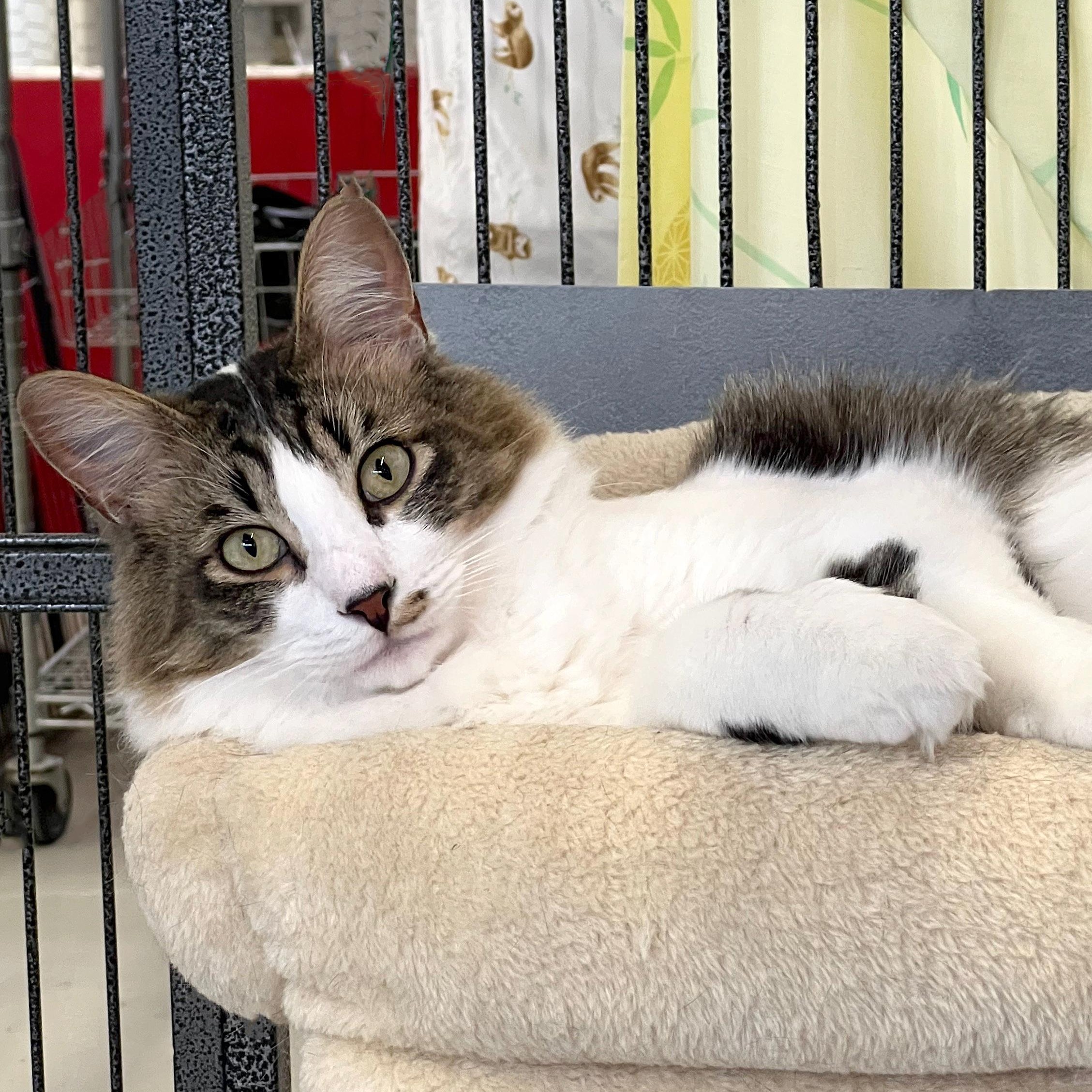 Lil Rascal, an adopted Domestic Medium Hair in St. Louis, MO image 4/5