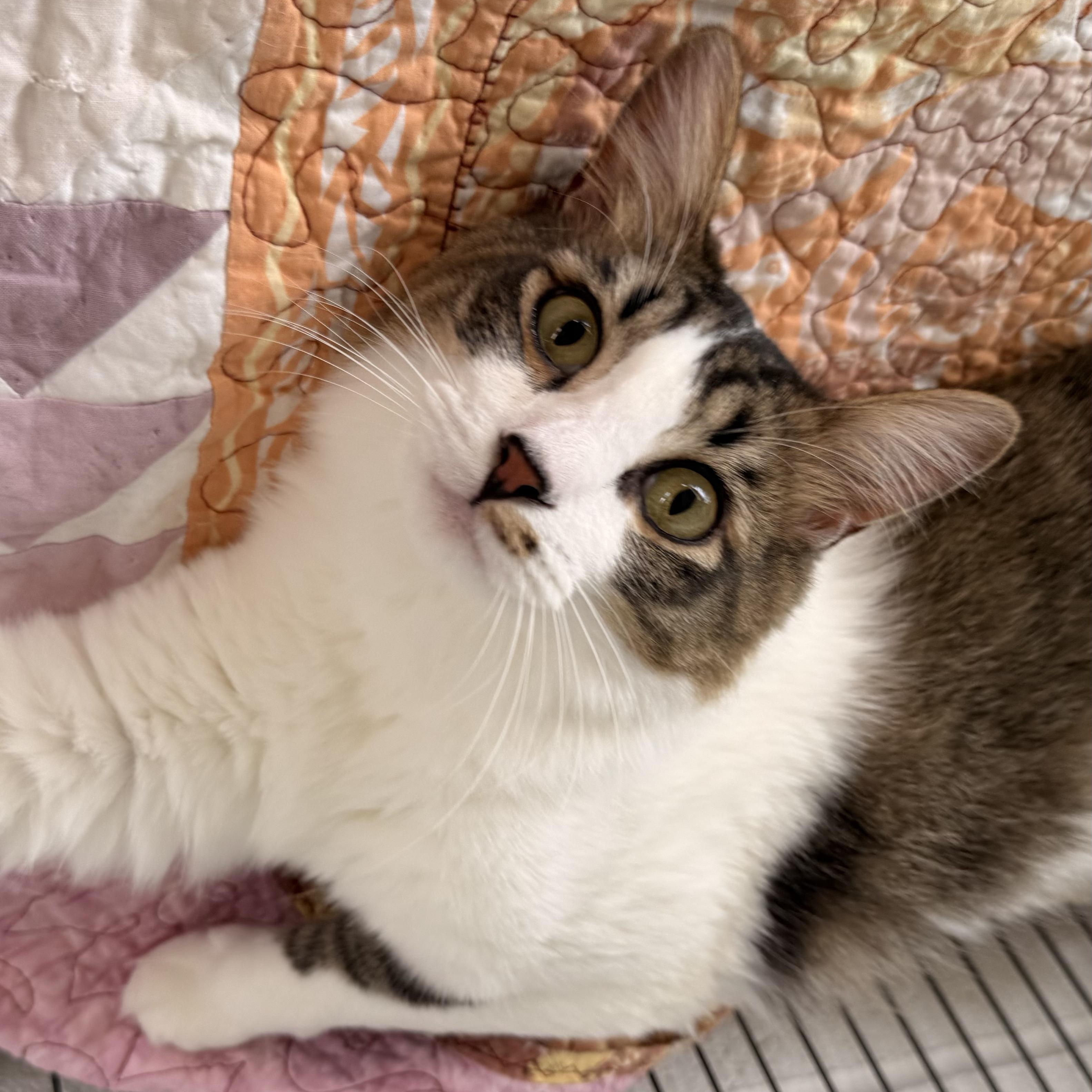 Lil Rascal, adopted, Young Male Domestic Medium Hair.
