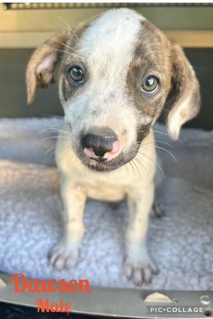 Dawson, Baby Male Mountain Cur