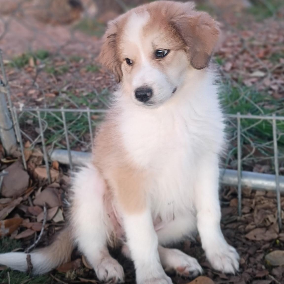 Enlarge Astrid - sweet little sunshine puff , an adopted mixed breed in Brattleboro, VT image 2/6