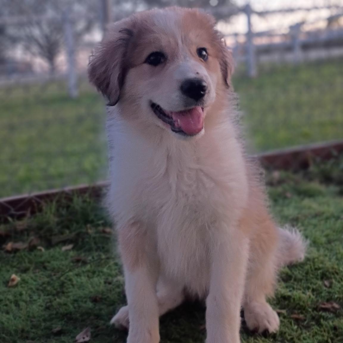 Enlarge Astrid - sweet little sunshine puff , an adopted mixed breed in Brattleboro, VT image 3/6