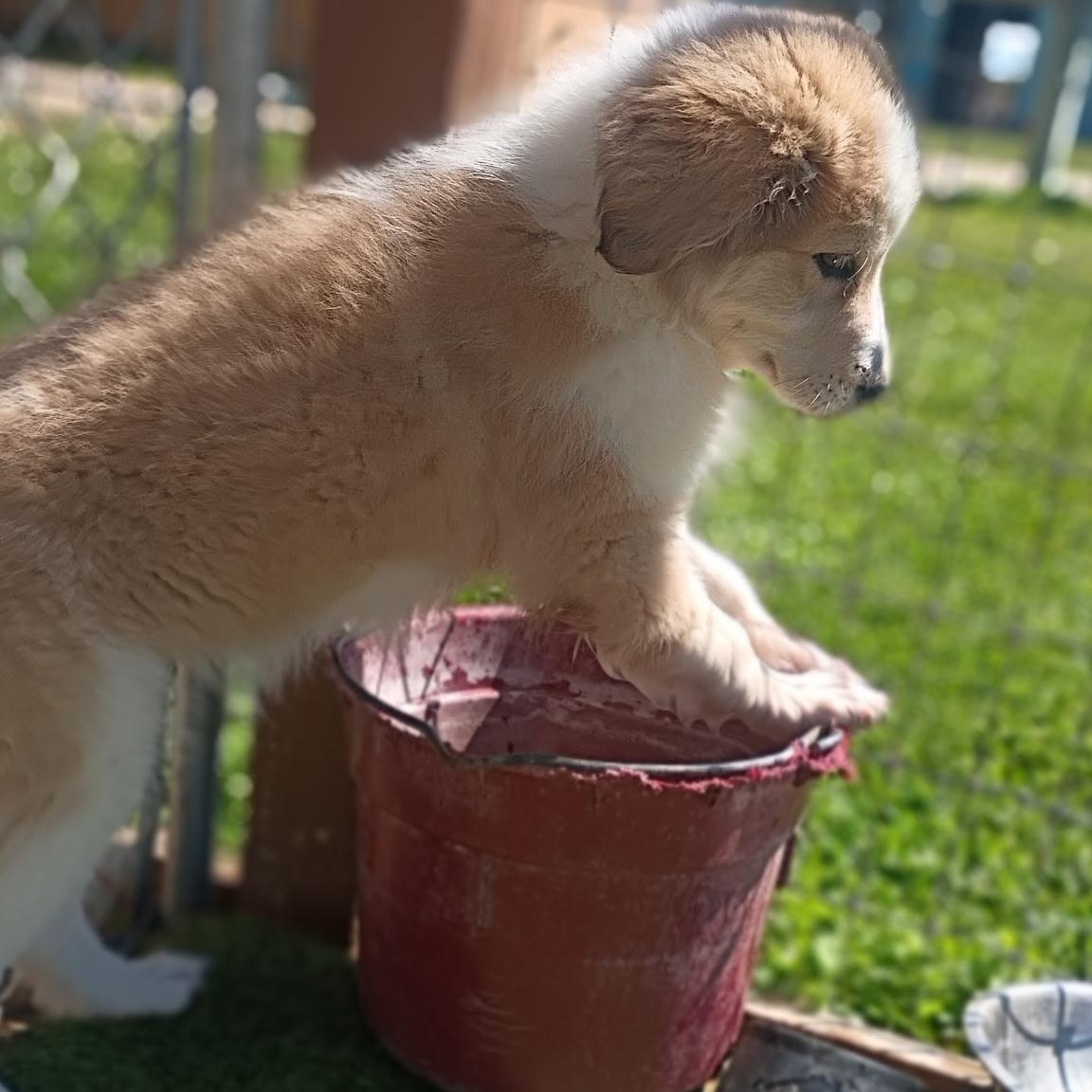 Enlarge Astrid - sweet little sunshine puff , an adopted mixed breed in Brattleboro, VT image 4/6