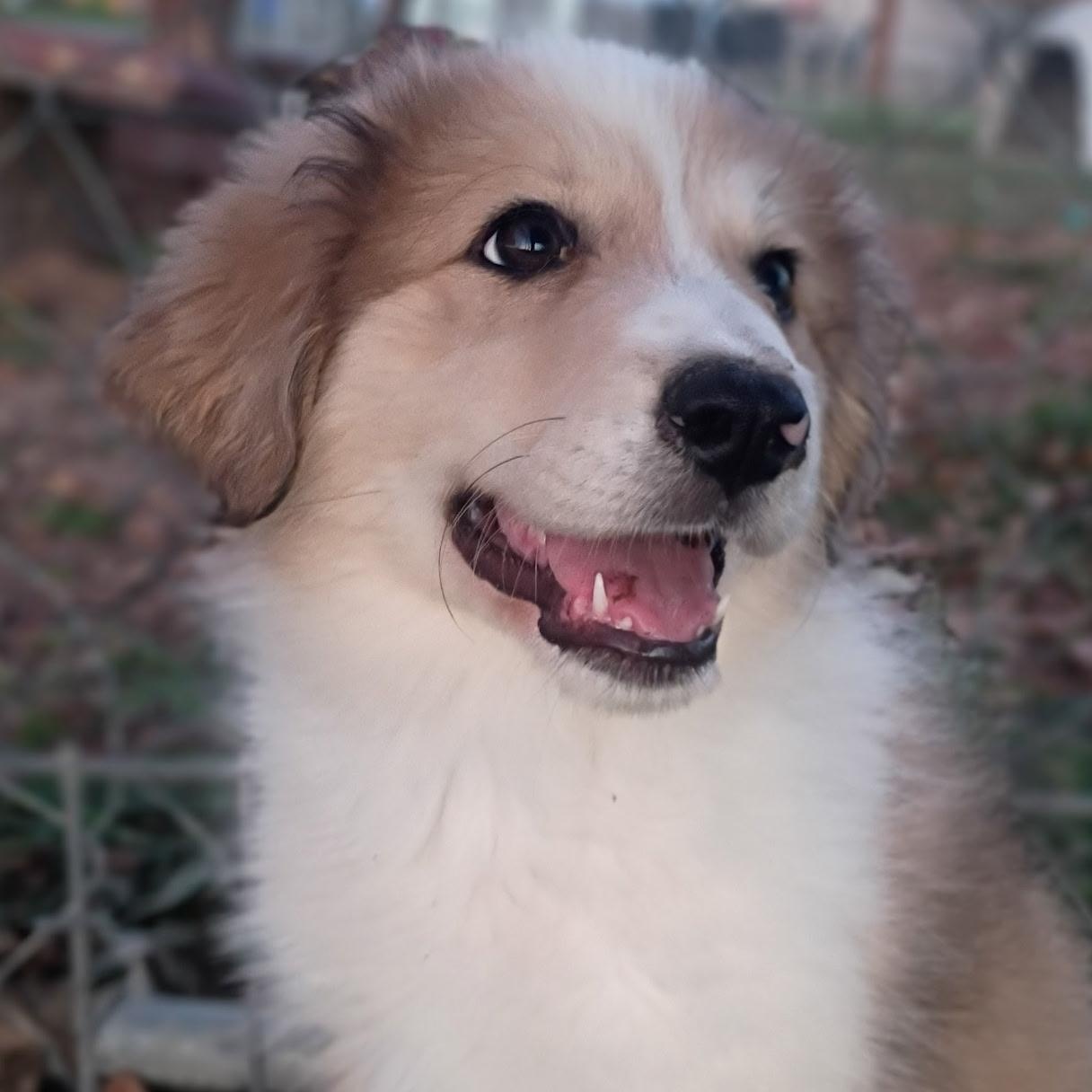 Enlarge Astrid - sweet little sunshine puff , an adopted mixed breed in Brattleboro, VT image 1/6