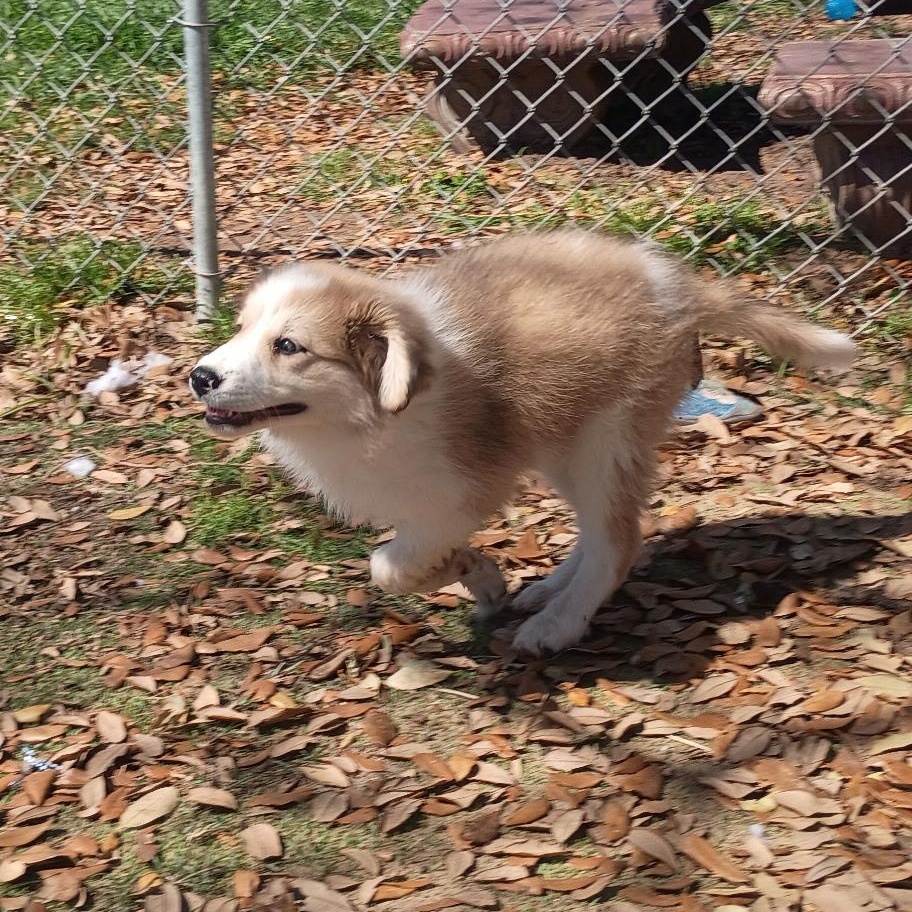 Enlarge Astrid - sweet little sunshine puff , an adopted mixed breed in Brattleboro, VT image 5/6