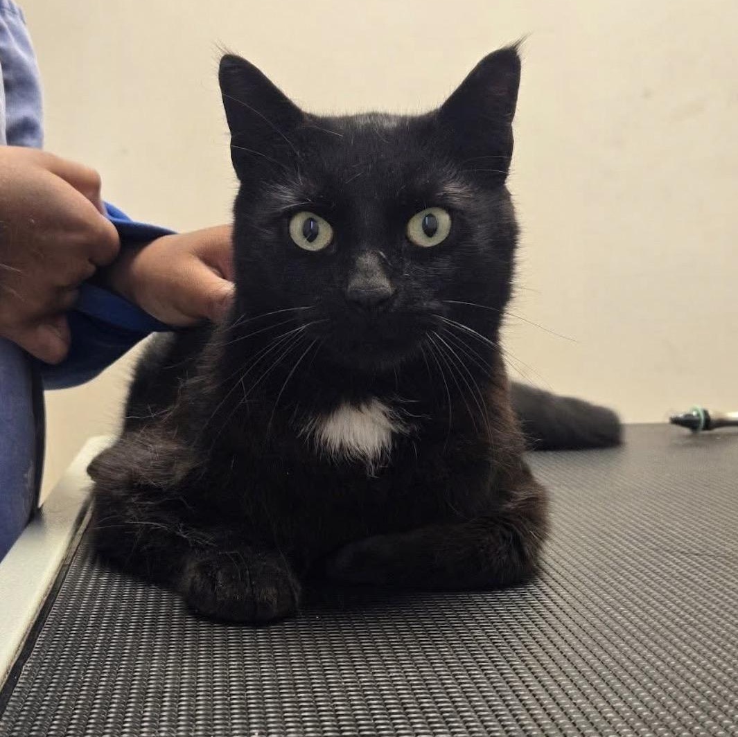 Enlarge Patch -A Sweet Boy-, an adopted American Shorthair in Clark, NJ image 1/4