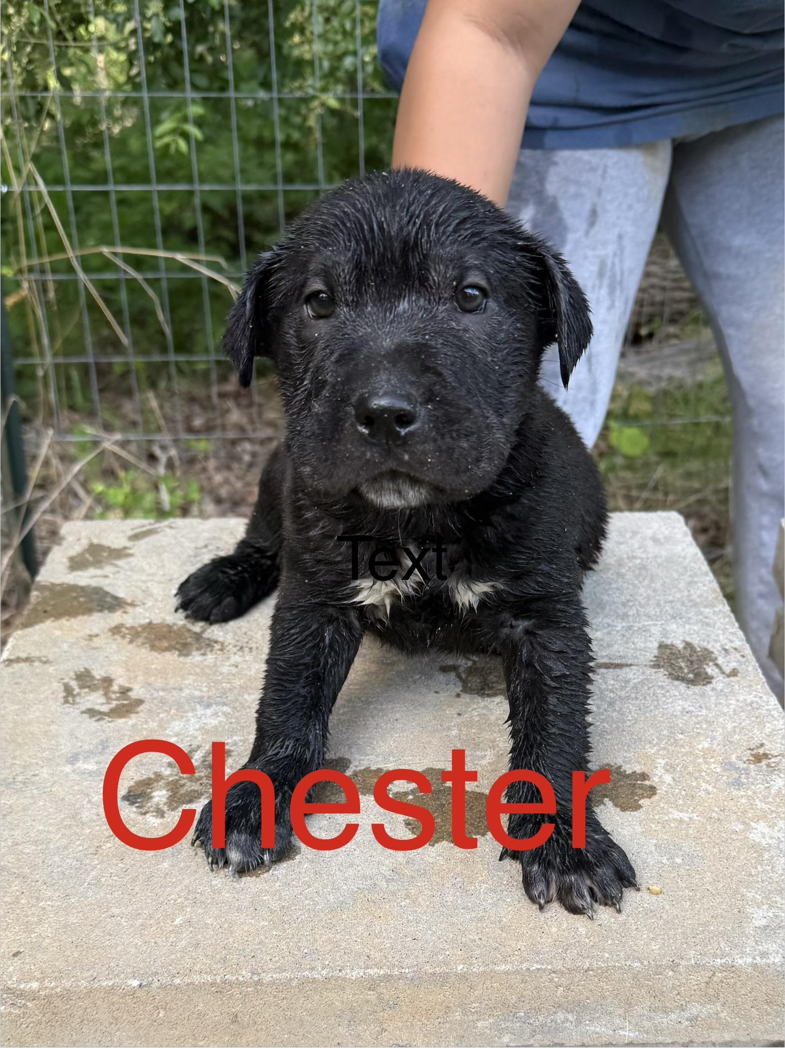 Chester, ADOPTABLE, Puppy Male Shar-Pei.