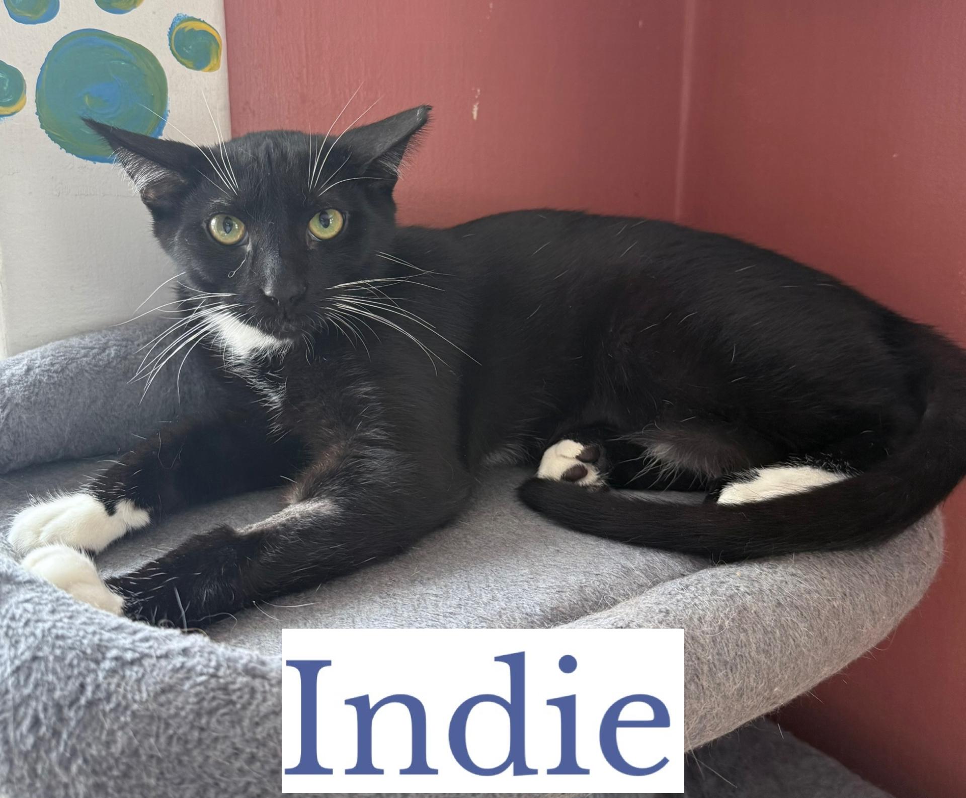 Indie, a ADOPTABLE Domestic Short Hair in Berkeley Springs, WV image 1/3