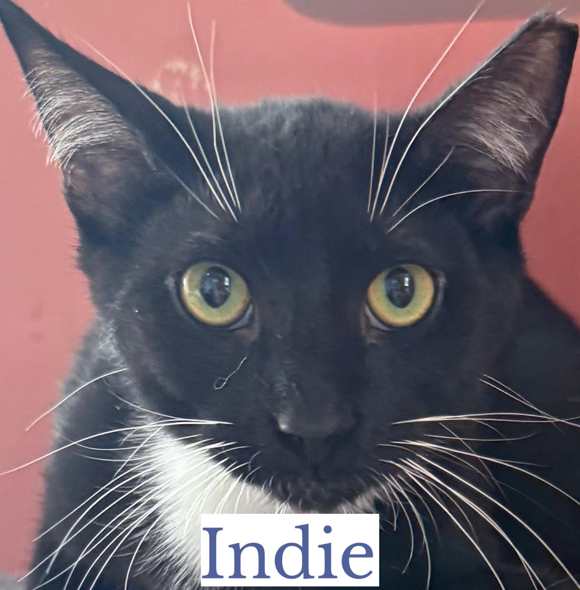 Indie, a ADOPTABLE Domestic Short Hair in Berkeley Springs, WV image 3/3