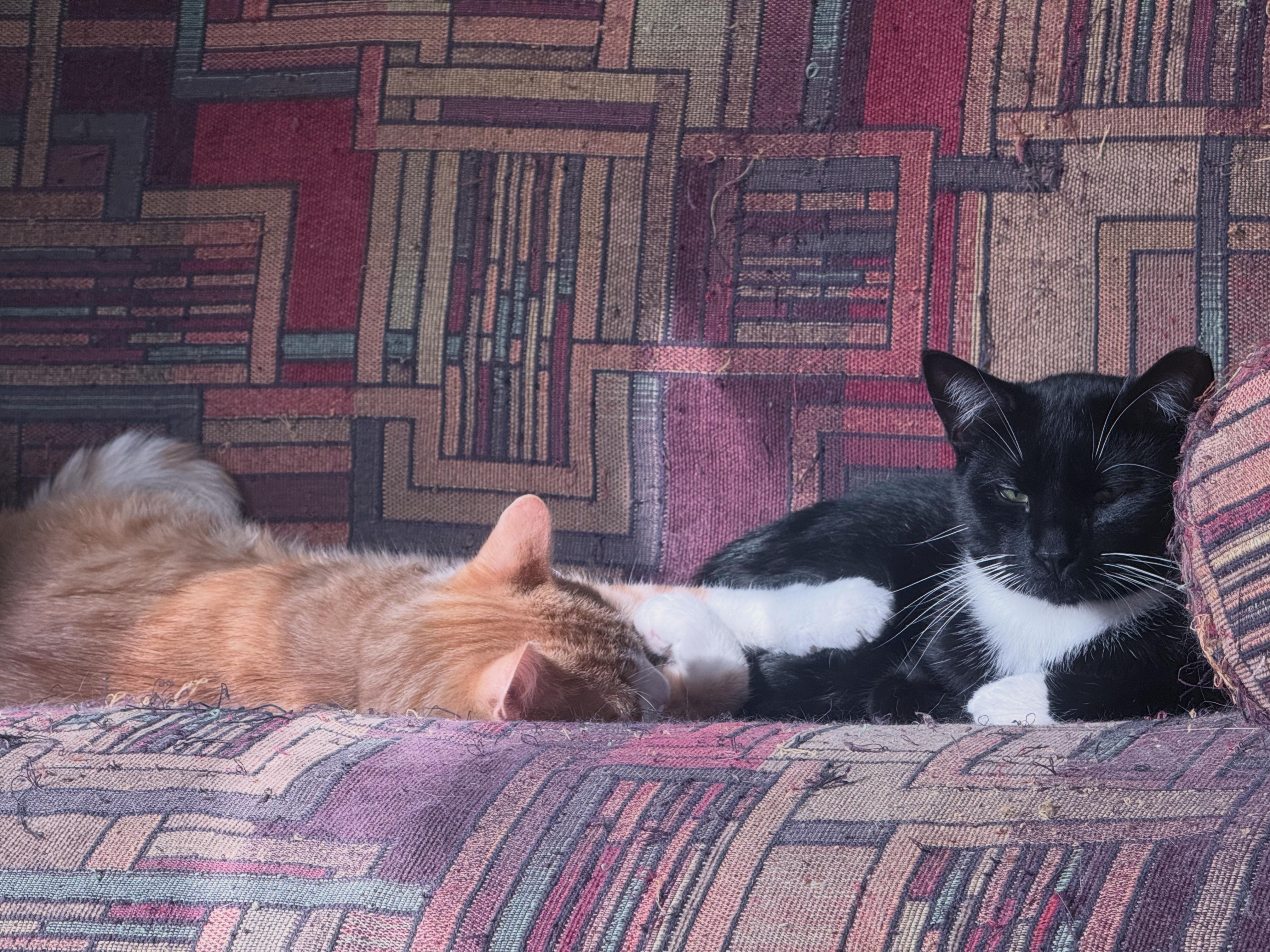 Enlarge Indie, a Adoptable Domestic Short Hair in Berkeley Springs, WV image 3/6