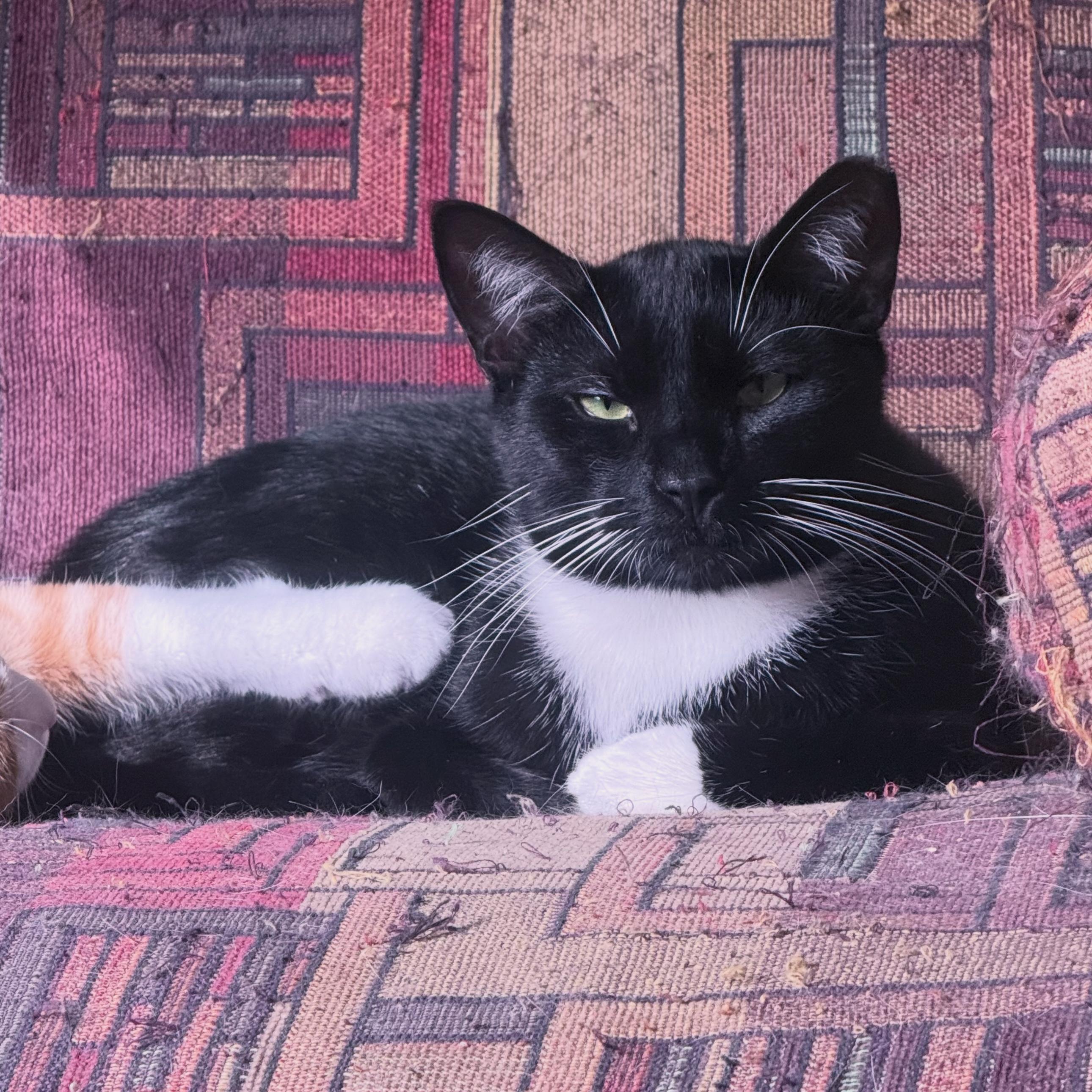 Enlarge Indie, a Adoptable Domestic Short Hair in Berkeley Springs, WV image 1/6