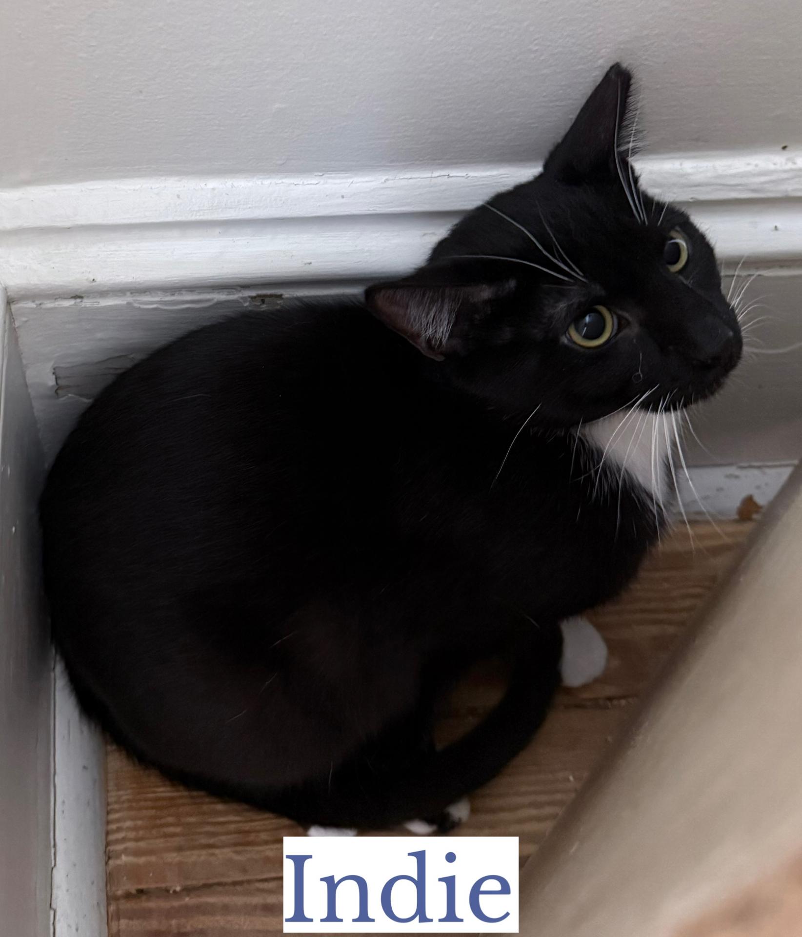 Indie, a ADOPTABLE Domestic Short Hair in Berkeley Springs, WV image 2/3