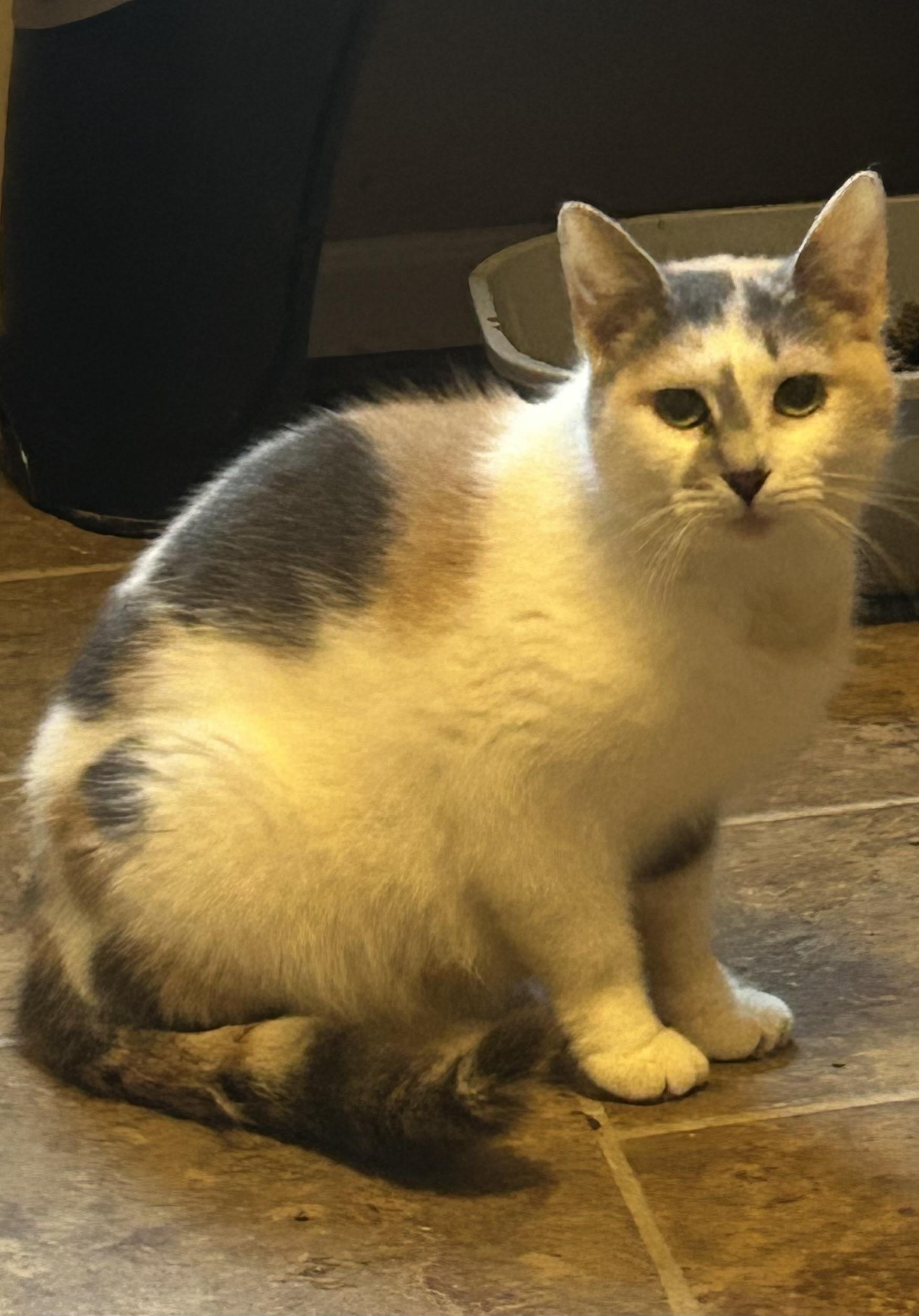 Cali, Adoptable, Adult Female Domestic Short Hair.