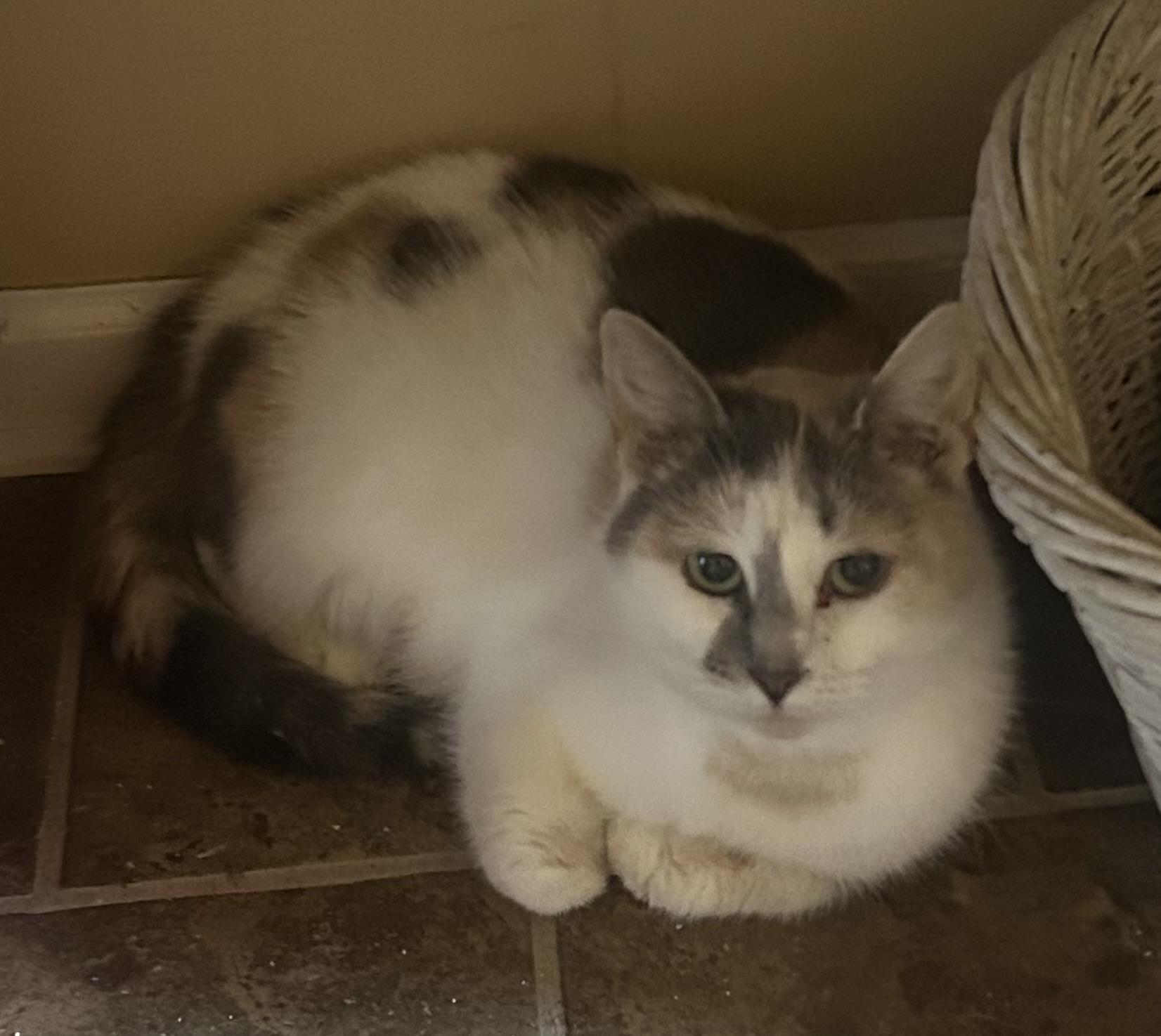 Cali, a Adoptable Domestic Short Hair in Toledo, OH image 2/2