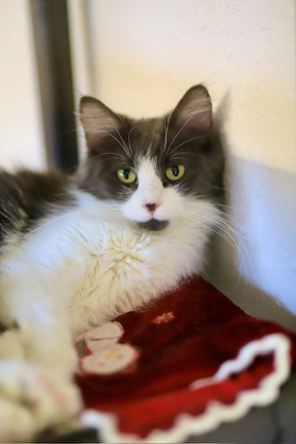 Debbie, Adoptable, Adult Female Domestic Medium Hair.