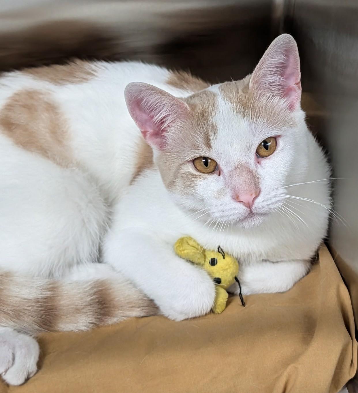 Enlarge Cheddar, a ADOPTABLE mixed breed in Plainfield, NJ image 2/3