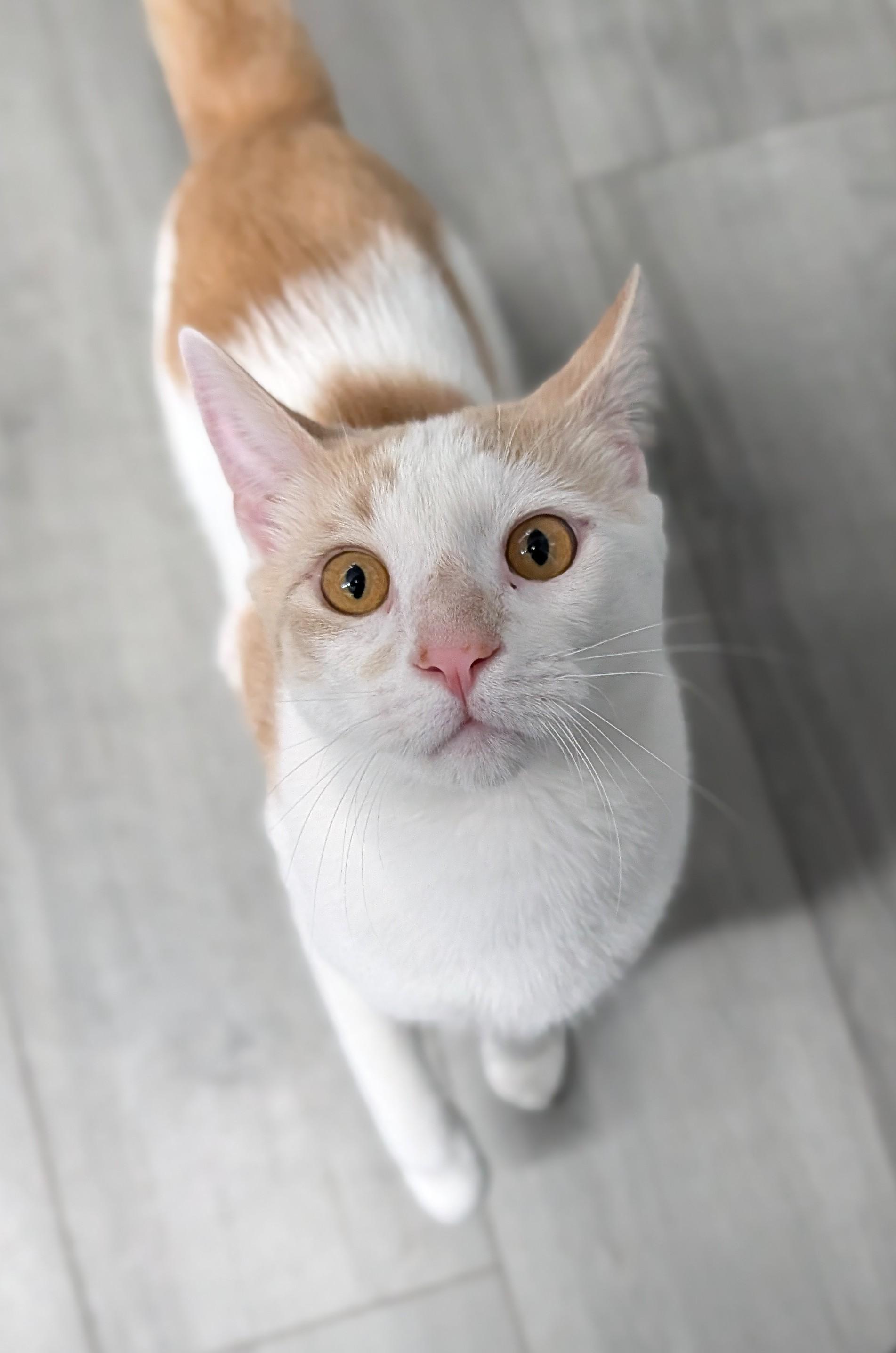 Cheddar, ADOPTABLE, Adult Male Domestic Short Hair.