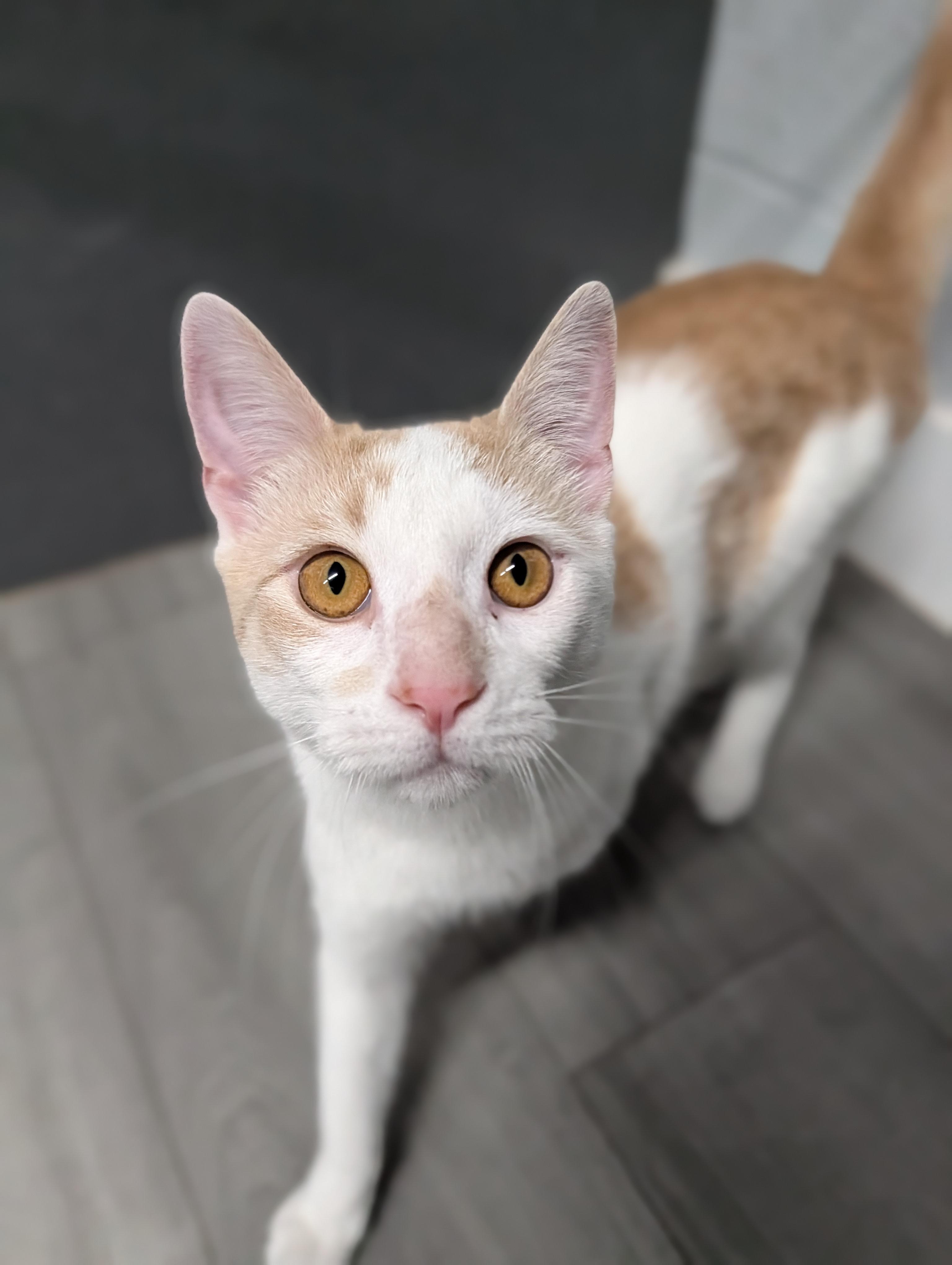Enlarge Cheddar, a ADOPTABLE mixed breed in Plainfield, NJ image 3/3