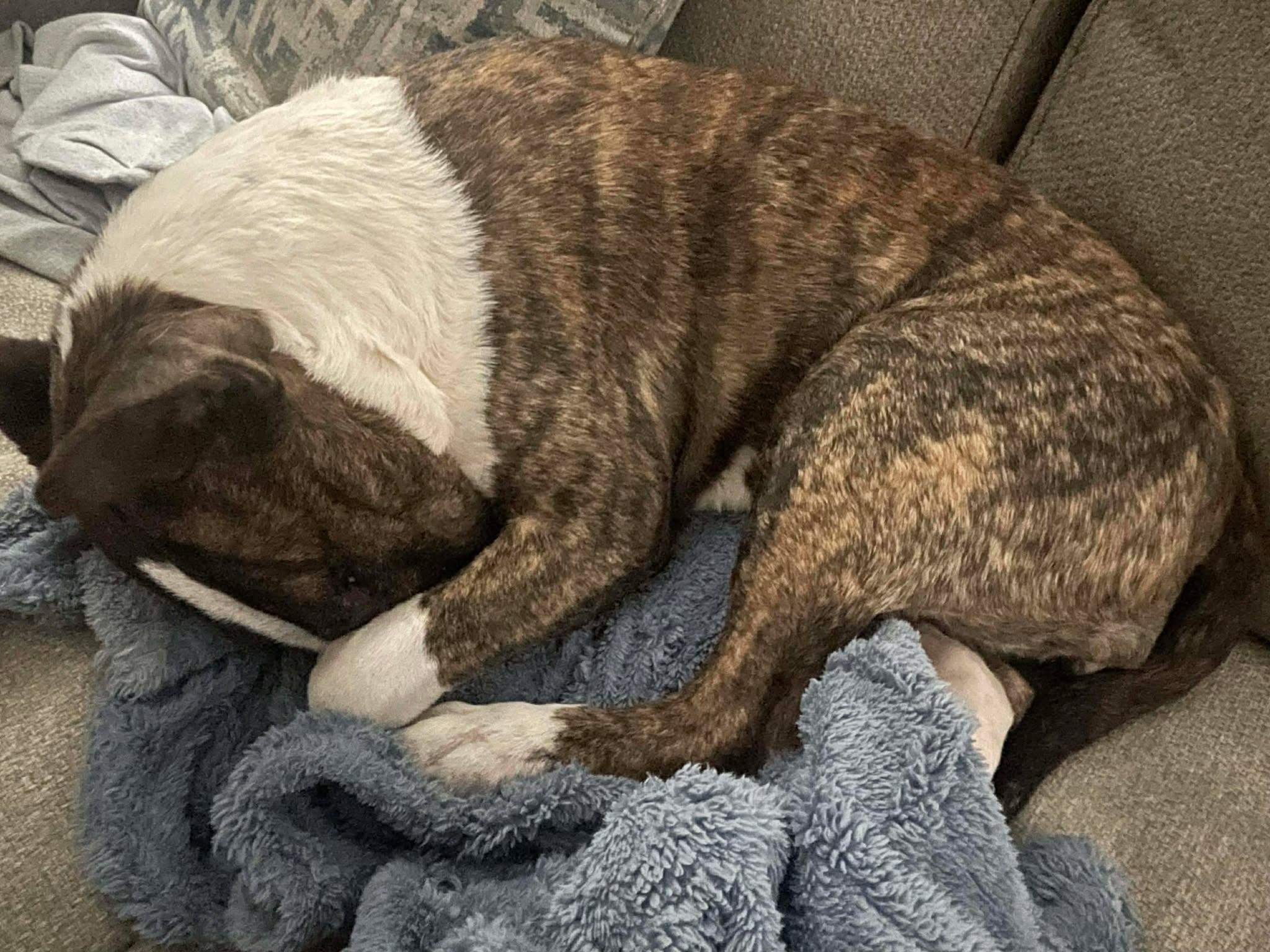 25-071 Sorcha, Adoptable, Adult Female Bull Terrier.