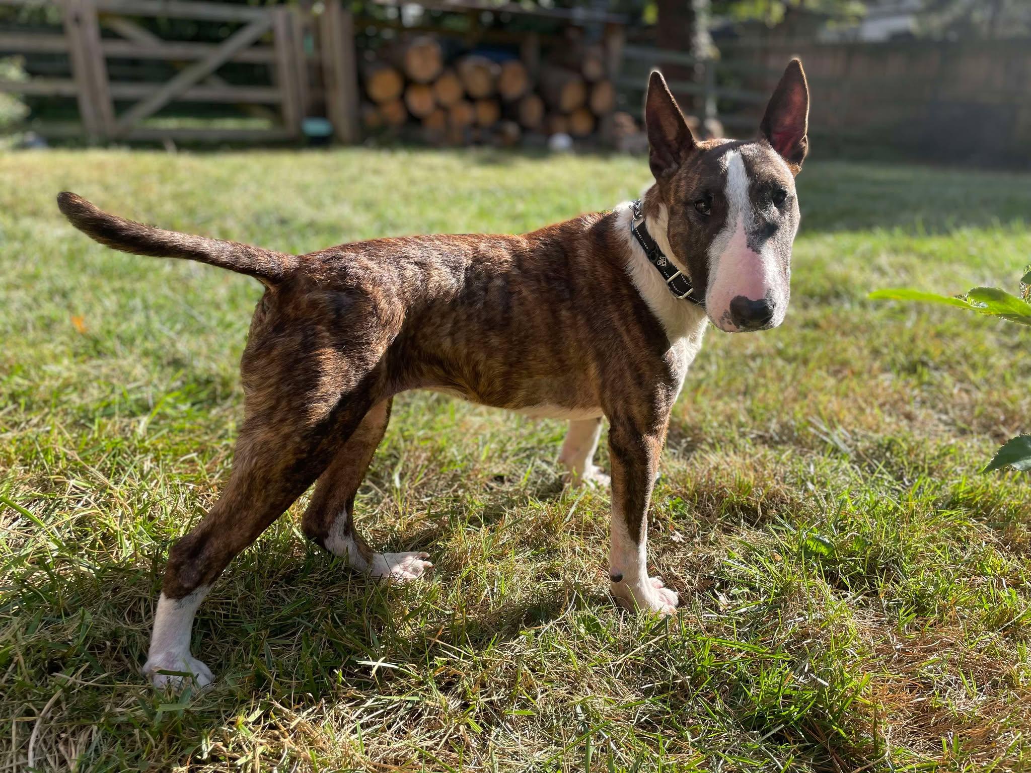 Enlarge 25-071 Sorcha, a Adoptable Bull Terrier in Louisville, KY image 2/6