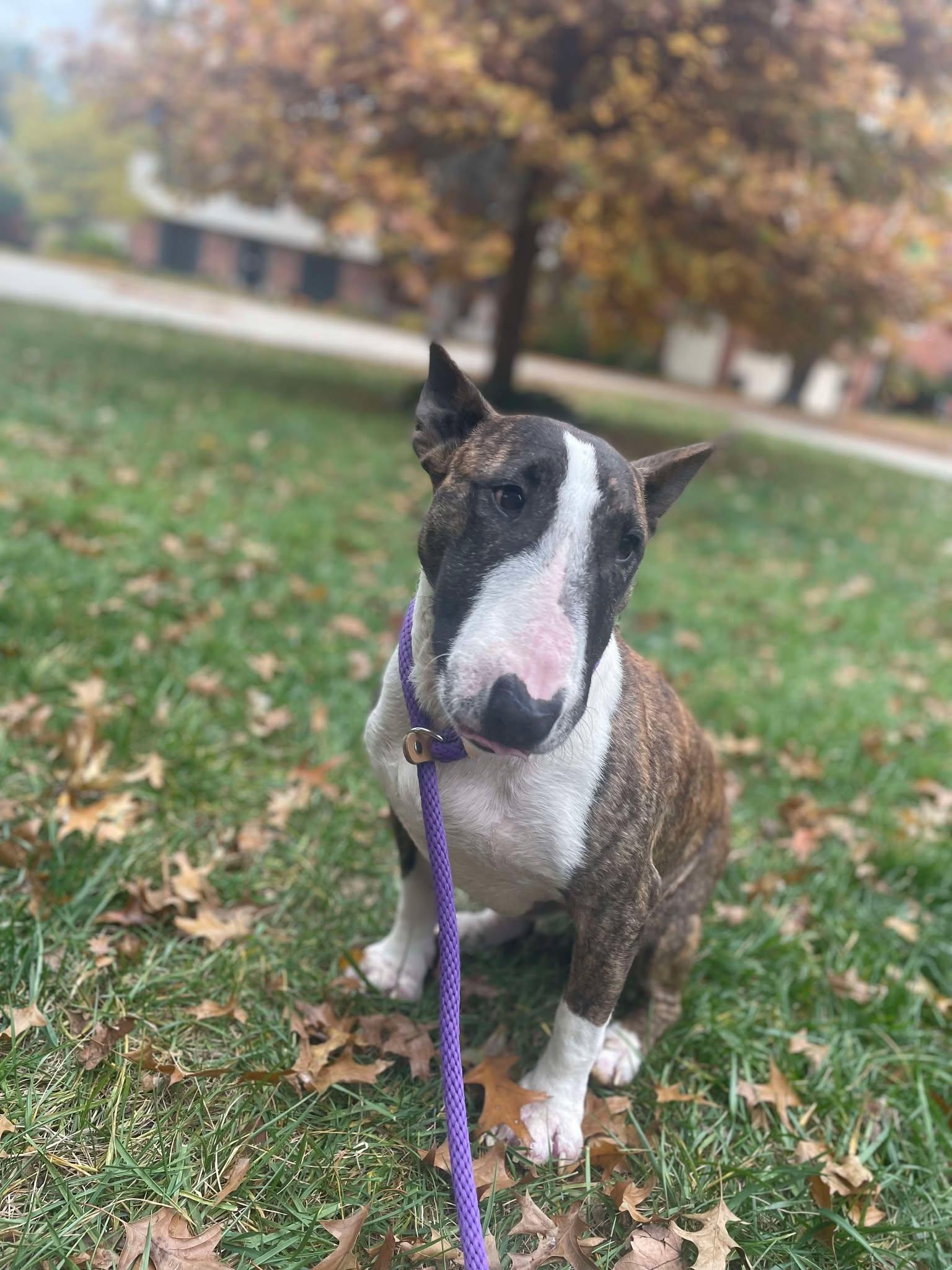 Enlarge 25-071 Sorcha, a Adoptable Bull Terrier in Louisville, KY image 4/6