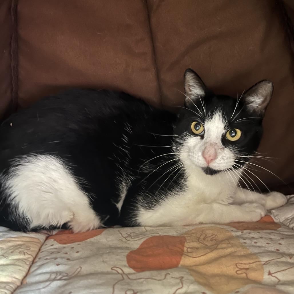 Coen, Adoptable, Young Male Domestic Short Hair.