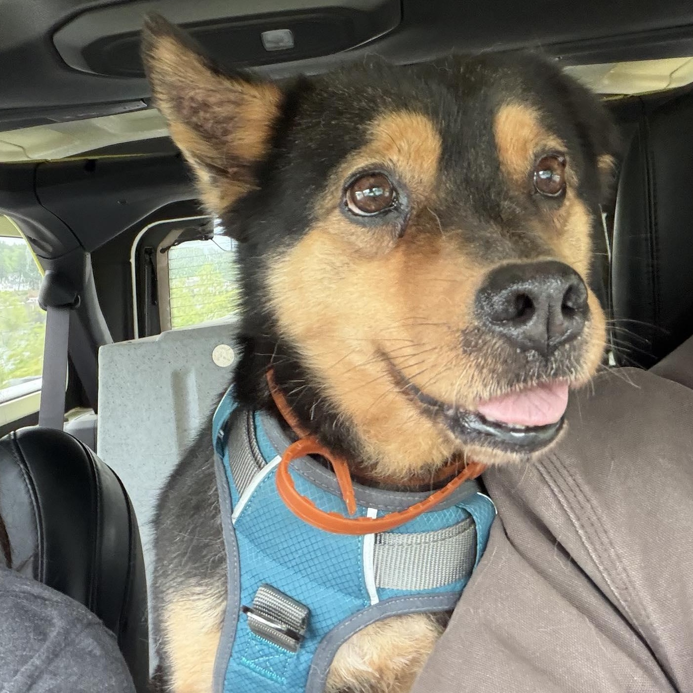 Sammy, Adoptable, Adult Male Cattle Dog & Labrador Retriever.
